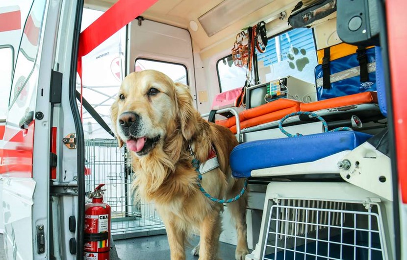 Concorso ASL Napoli bando operatori soccorso animali